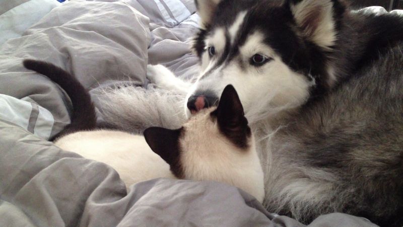 Siberian Husky and Siamese