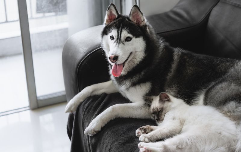 Siberian Husky