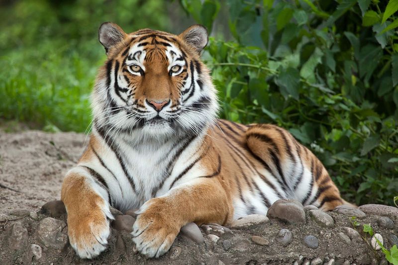 Siberian Tiger