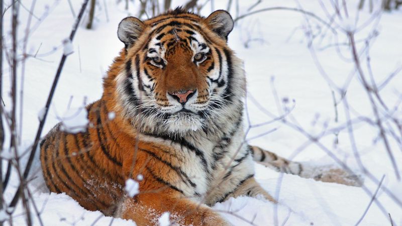 Siberian Tiger