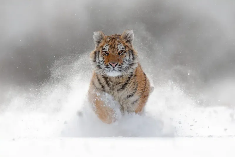Siberian Tiger