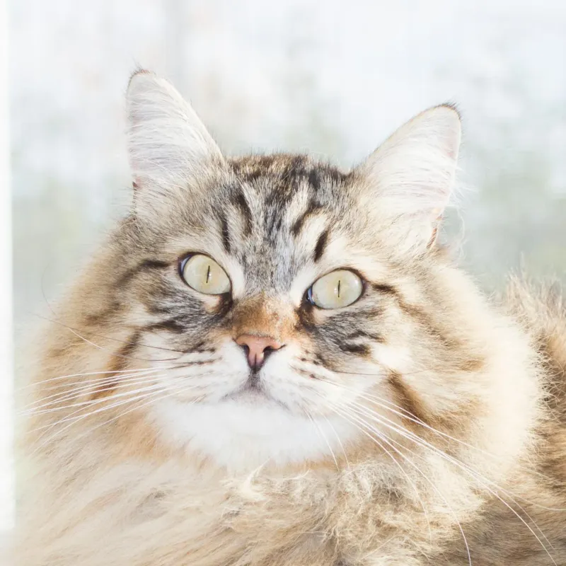 Siberian