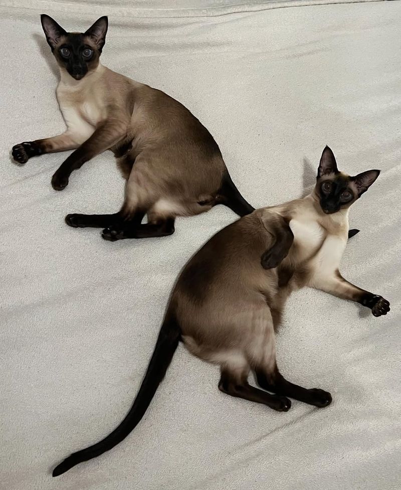 Sibling Synchronicity