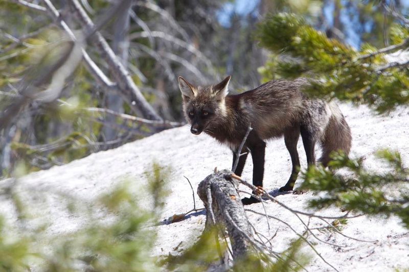 Sierra Nevada Red Fox