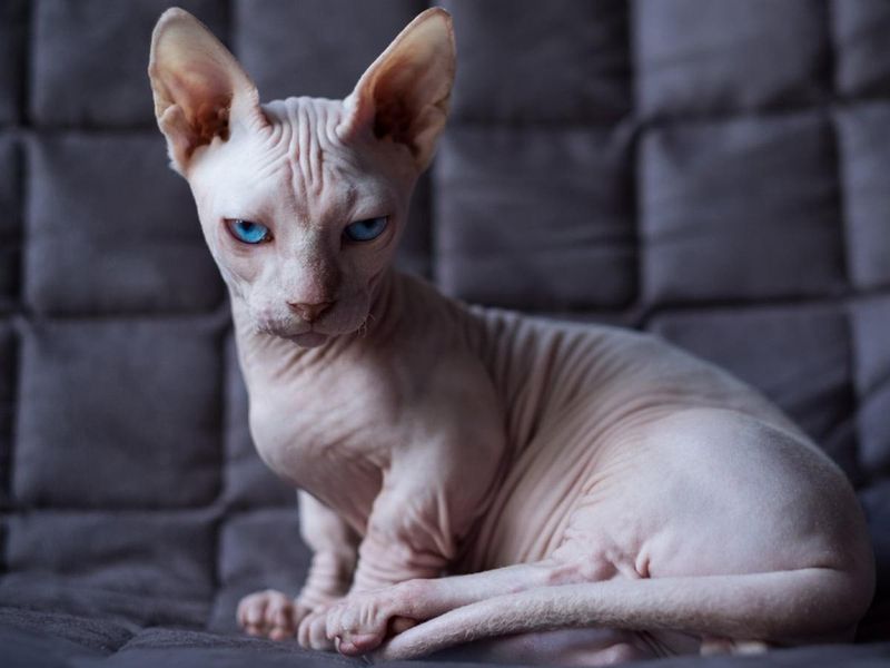 Sign 4: You Have Allergies To Other Animals