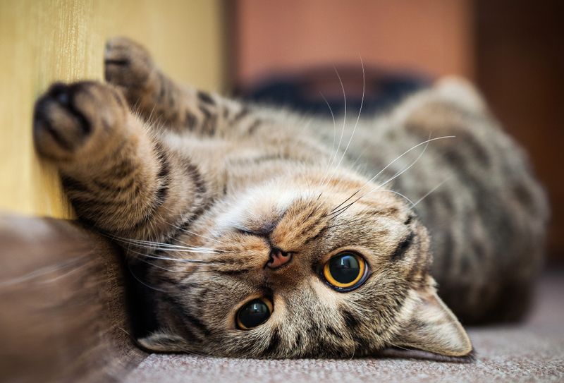 Signs Your Kitten Is Ready