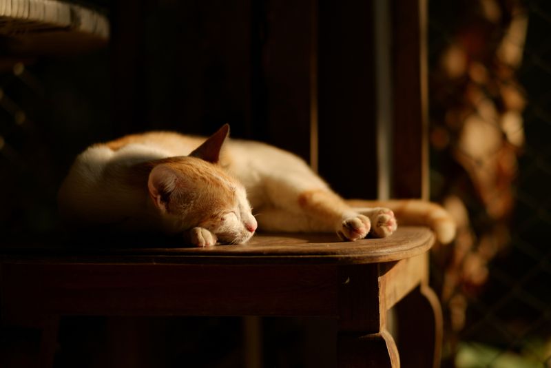 Silent Night Companions
