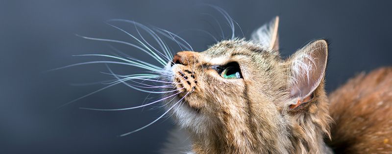 Silent Whisker Talk
