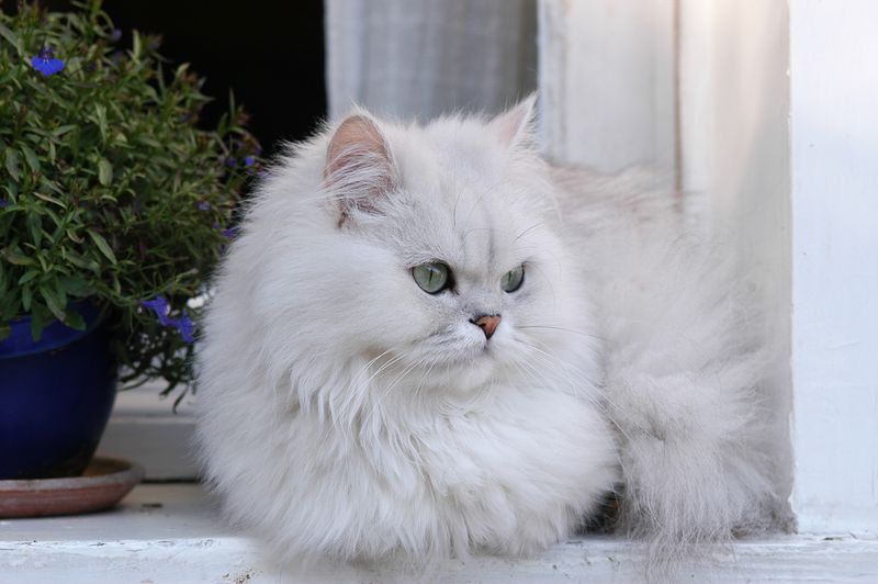 Silver Persian: Ethereal Elegance on Four Paws
