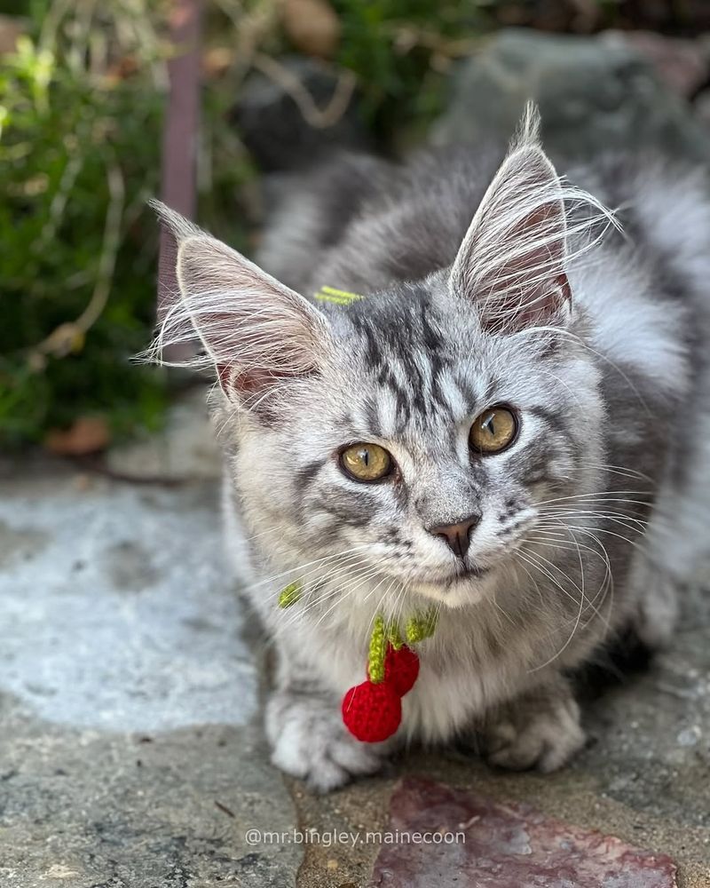 Silver Tabby