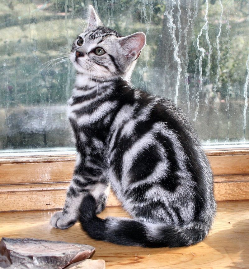 Silver Tabby