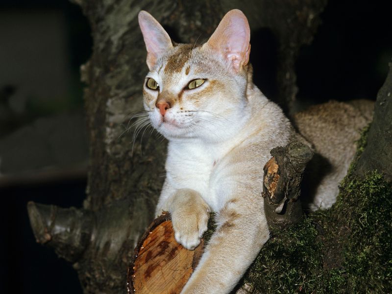 Singapura