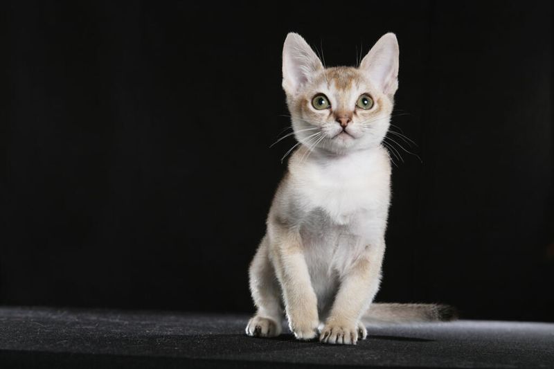 Singapura