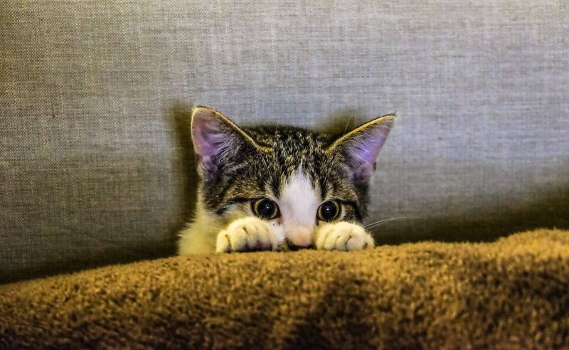 Skip Hiding Spots Check