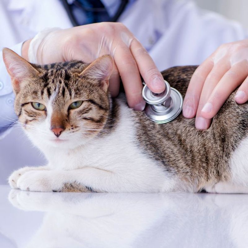 Skipping Annual Vet Visits