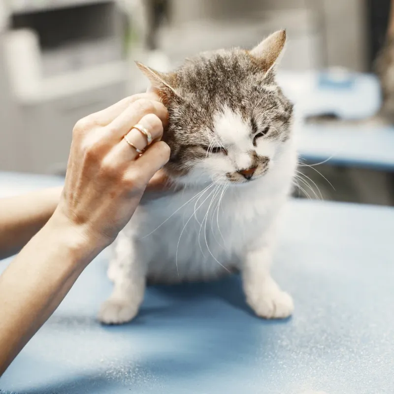 Skipping Regular Vet Visits
