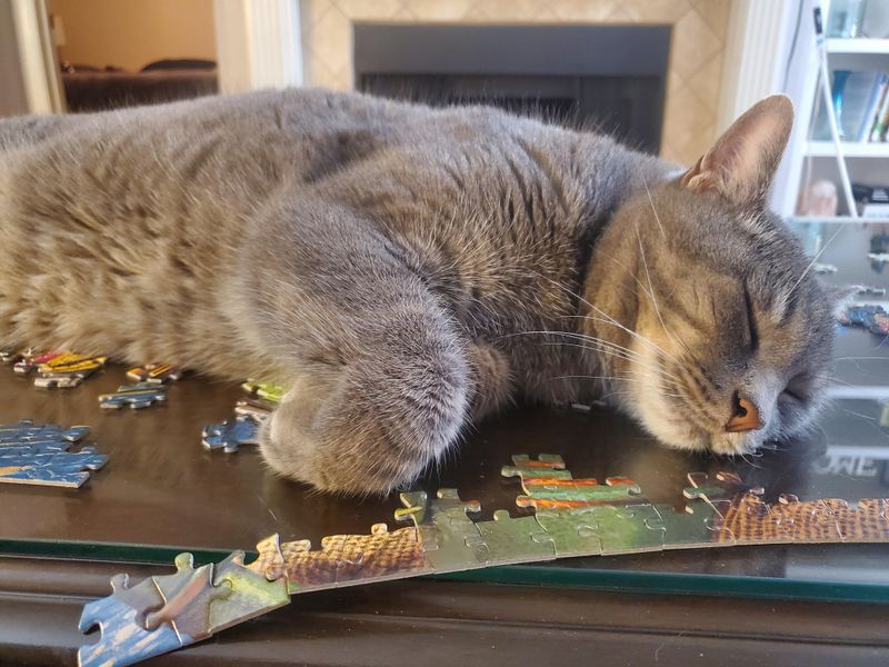Skipping Veterinary Care