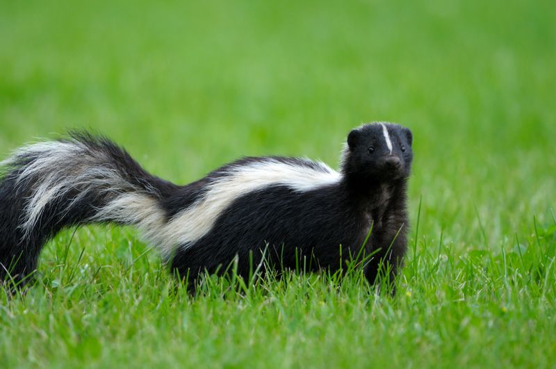 Skunks