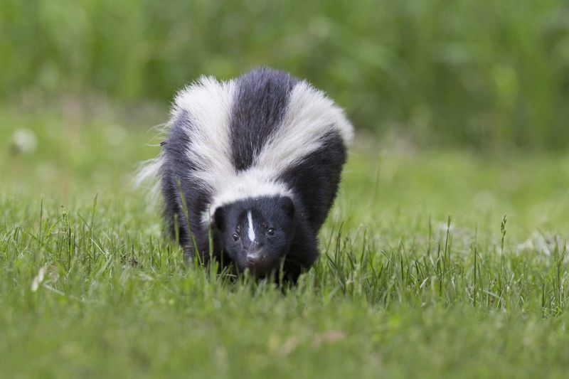 Skunks