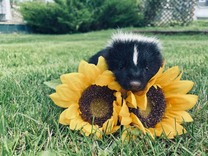 Skunks