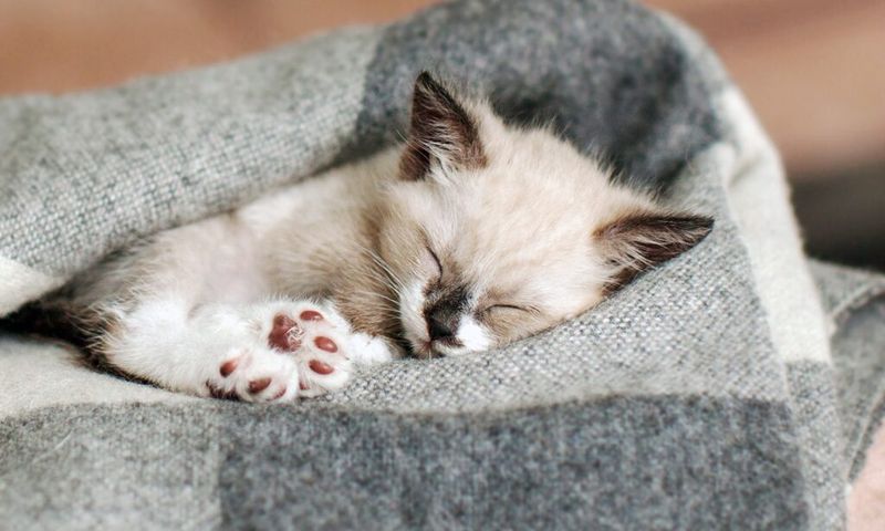 Sleep Quality Enhancers