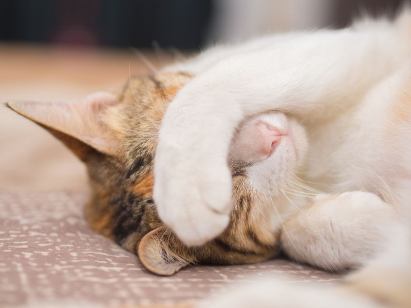 Sleeping With Paws Over Face