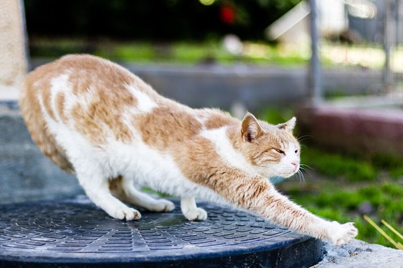 Sleepy Stretching Sessions