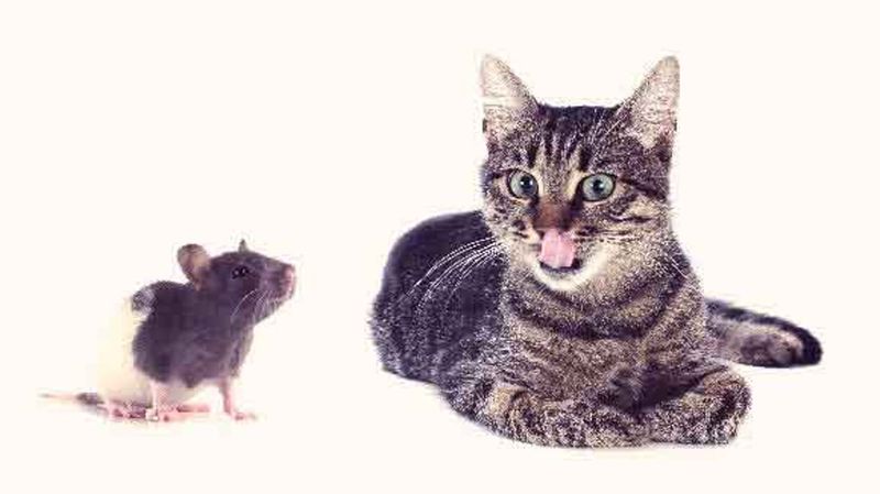 Small Rodents (Hamsters, Guinea Pigs, Mice, Gerbils, Rats)