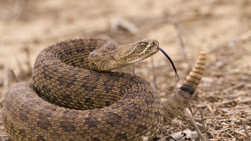 Snakes