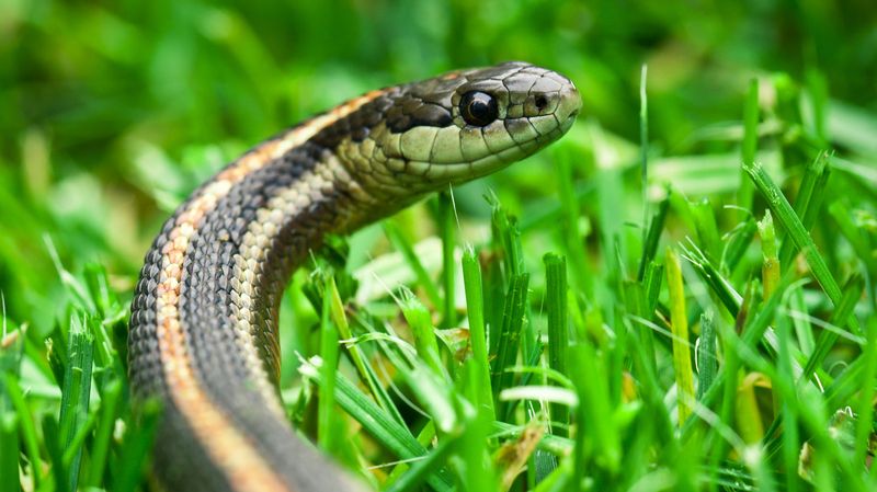 Snakes