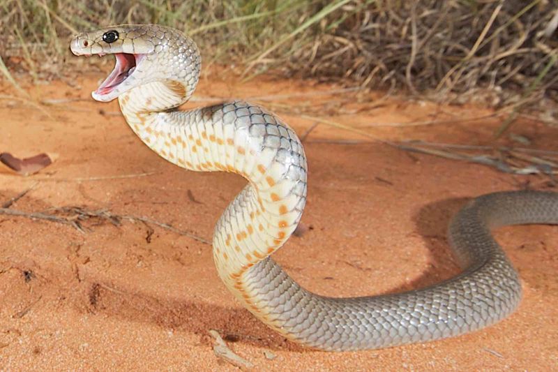 Snakes