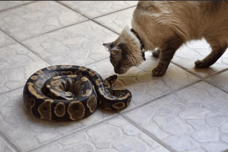 Snakes