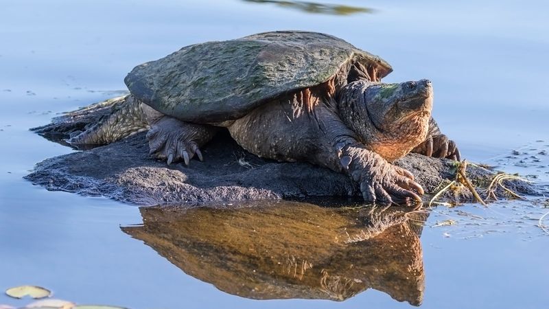 Snapping Turtles