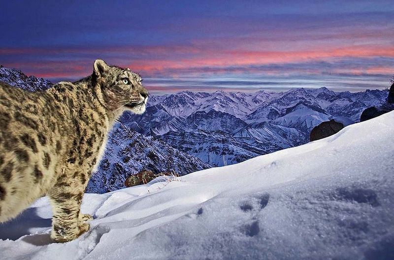 Snow Leopard