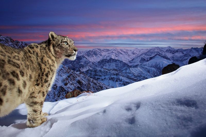 Snow Leopard