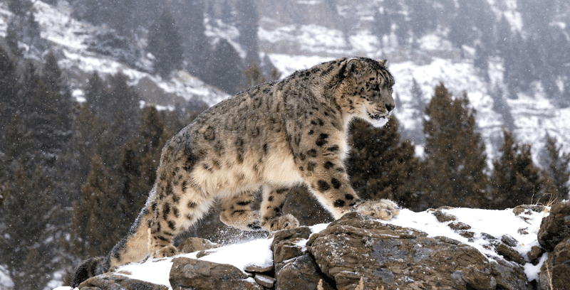 Snow Leopard