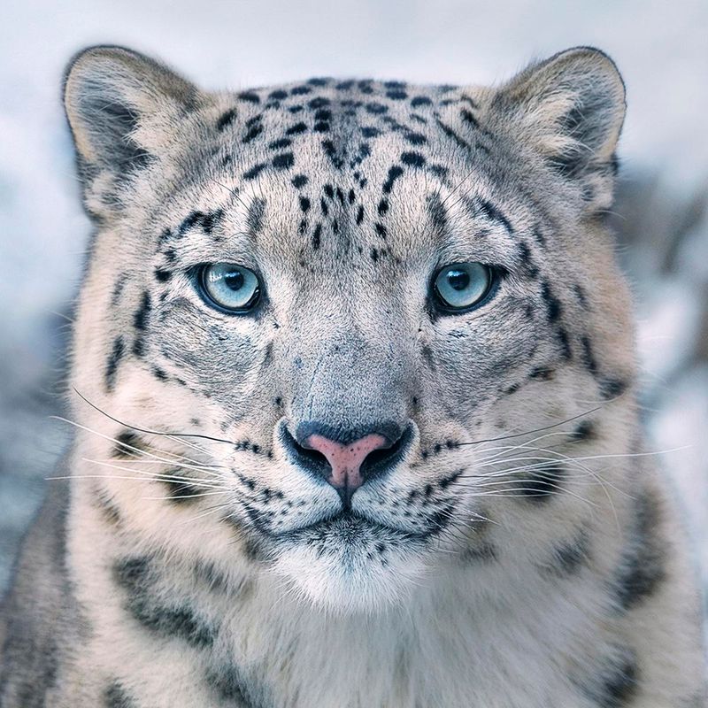 Snow Leopard's Crystal Blue Gaze