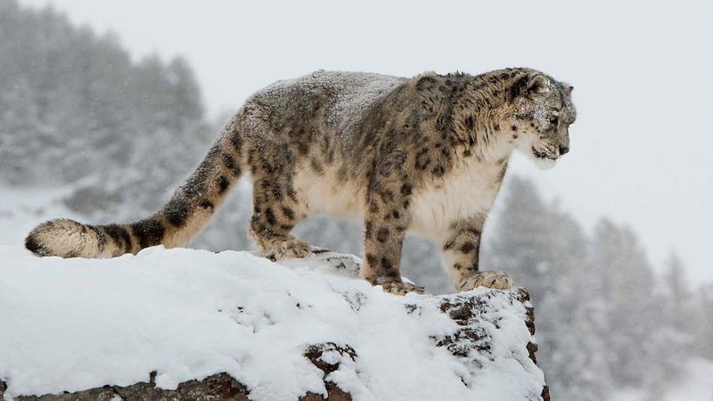 Snow Leopard