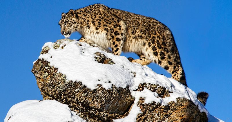 Snow Leopard: Mountain Monarch