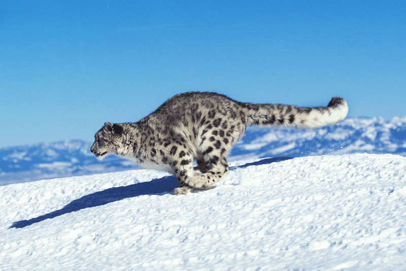 Snow Leopard