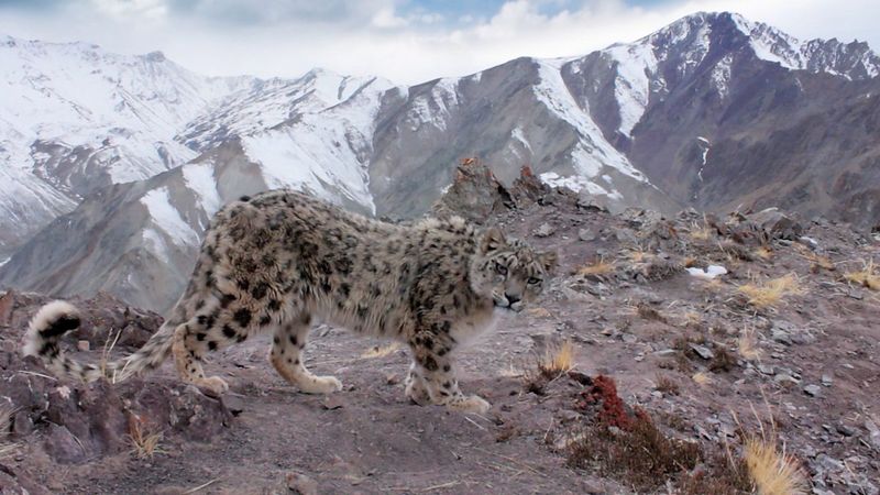 Snow Leopards: Ghosts of the Mountains