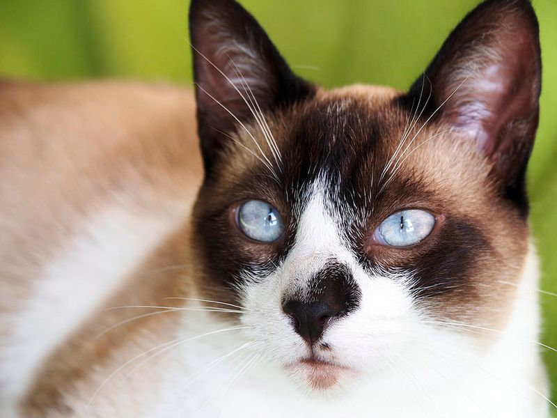 Snowshoe