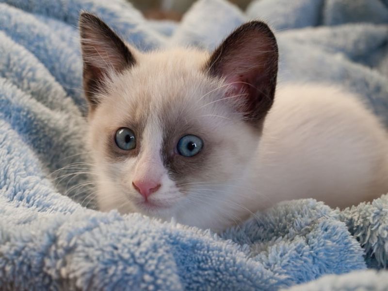 Snowshoe