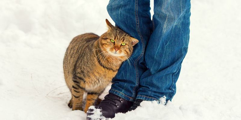 Social Bonding Through Scent
