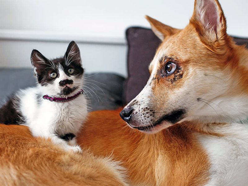 Social Interaction with Other Pets