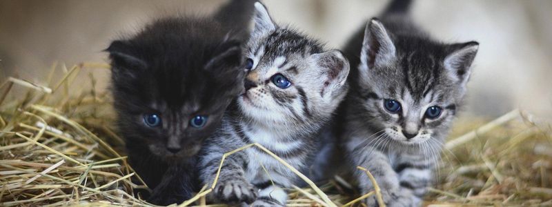 Socialize Kittens Early