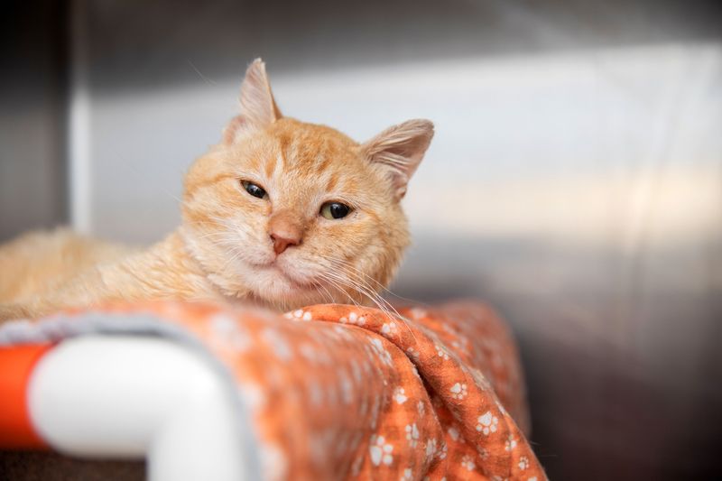 Soft Blankets Create Cozy Hideaways