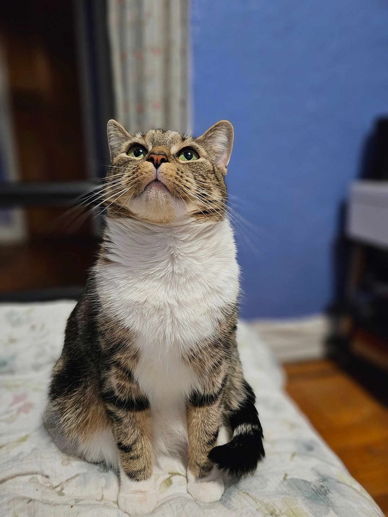 Sokoke