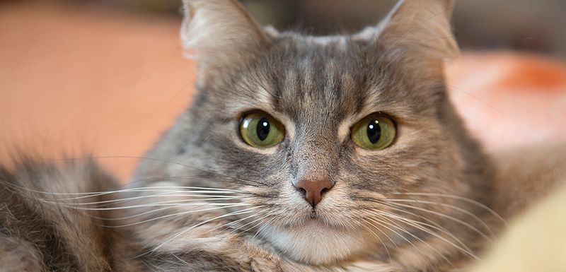 Soliciting Pets and Scratches