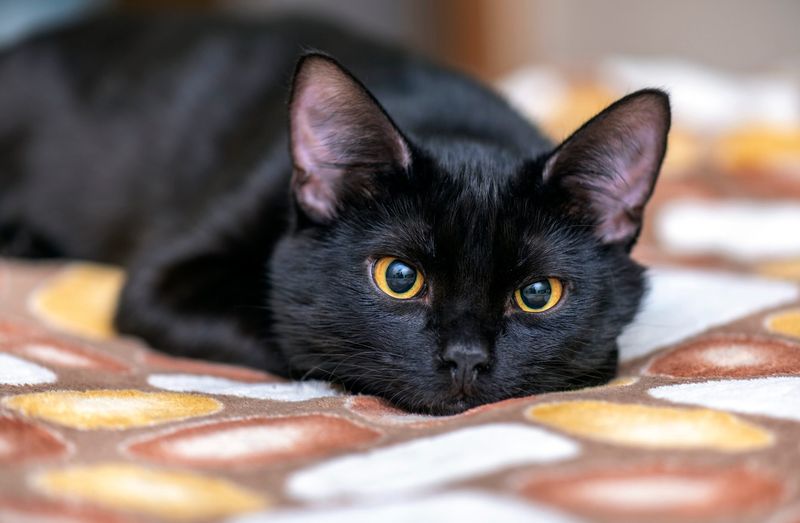 Solid Black